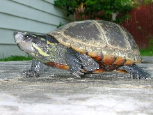 Mississippi Mud Turtle