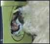 closeup