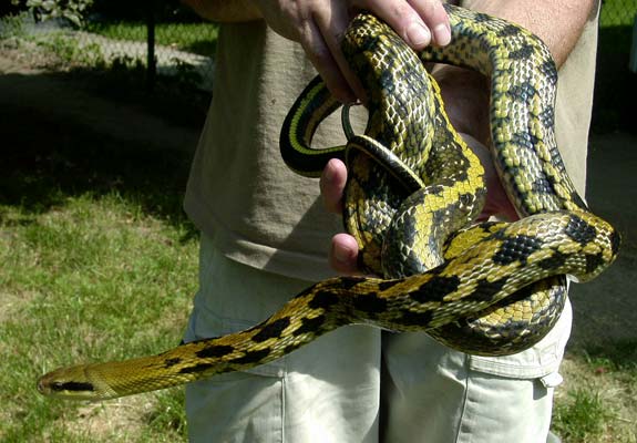 Taiwan Beauty