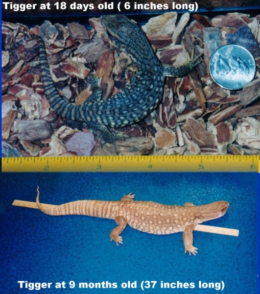 Sav Size Comparison