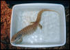 Savannah taking a dip