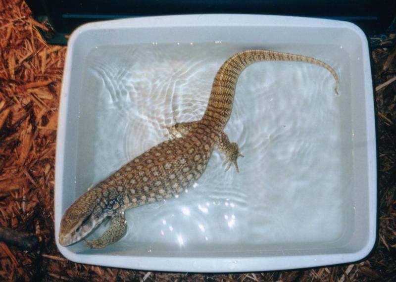 Savannah taking a dip