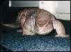Tigger (Savannah Monitor)