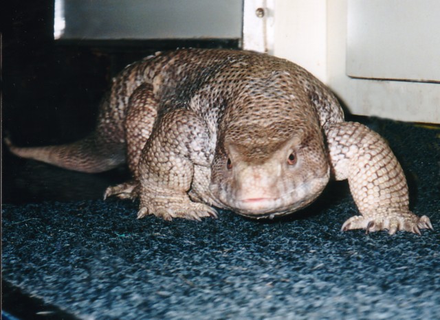 Tigger (Savannah Monitor)
