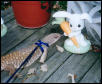 Tigger meets a Bunny