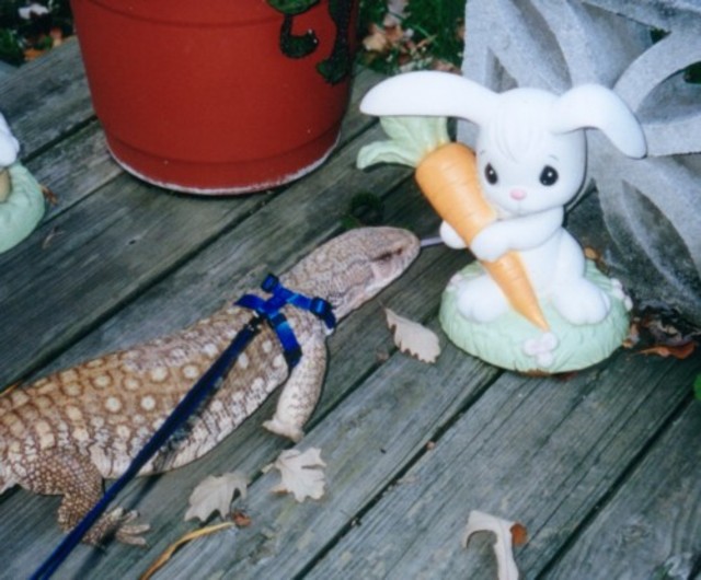 Tigger meets a Bunny