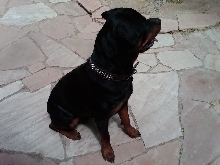 bear