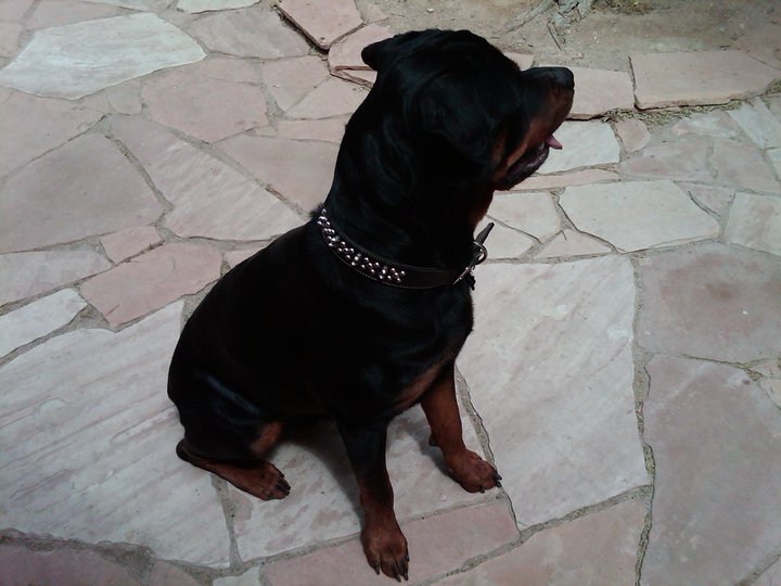 bear