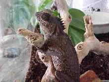 Sheila At Home