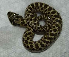 hatchling hoggy