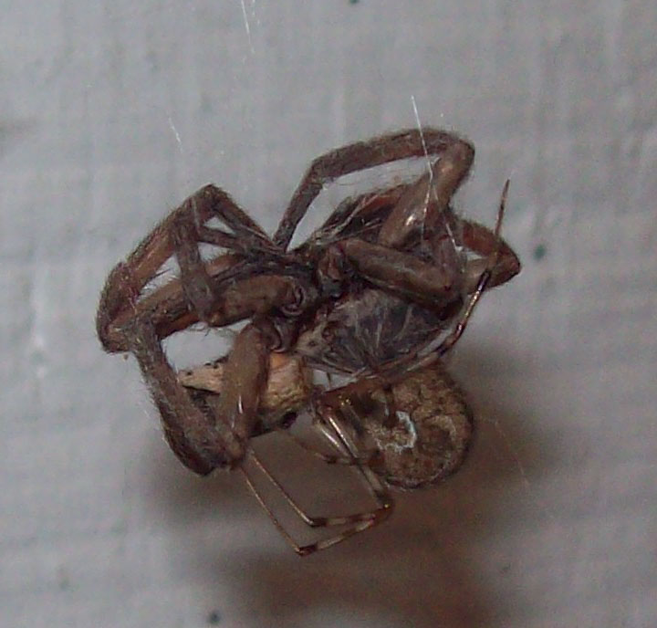 A small spider eating a much bigger spider.