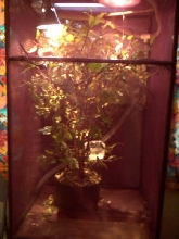 cage setup1