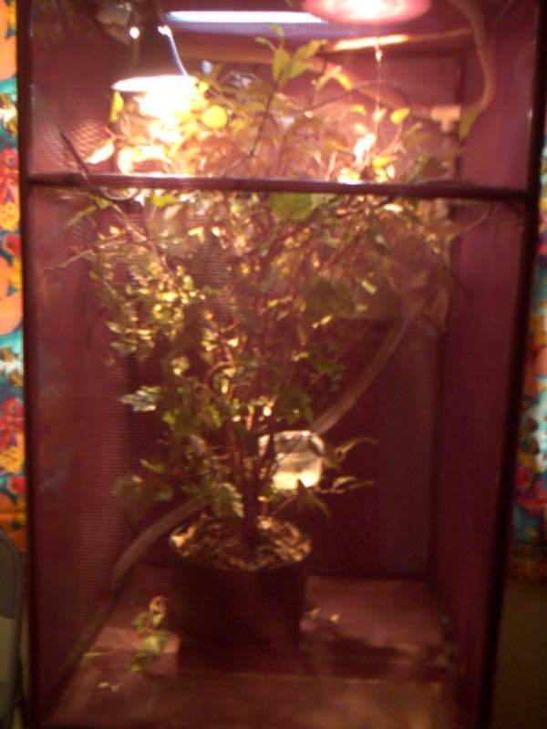 cage setup1