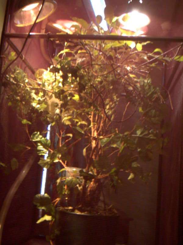 cage setup2