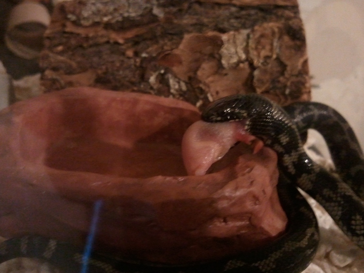 melanistic cal king