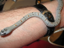 kingsnake