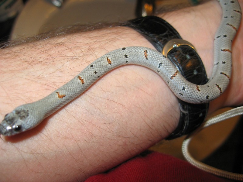 kingsnake