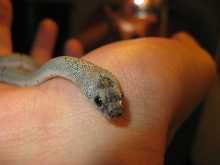 Kingsnake