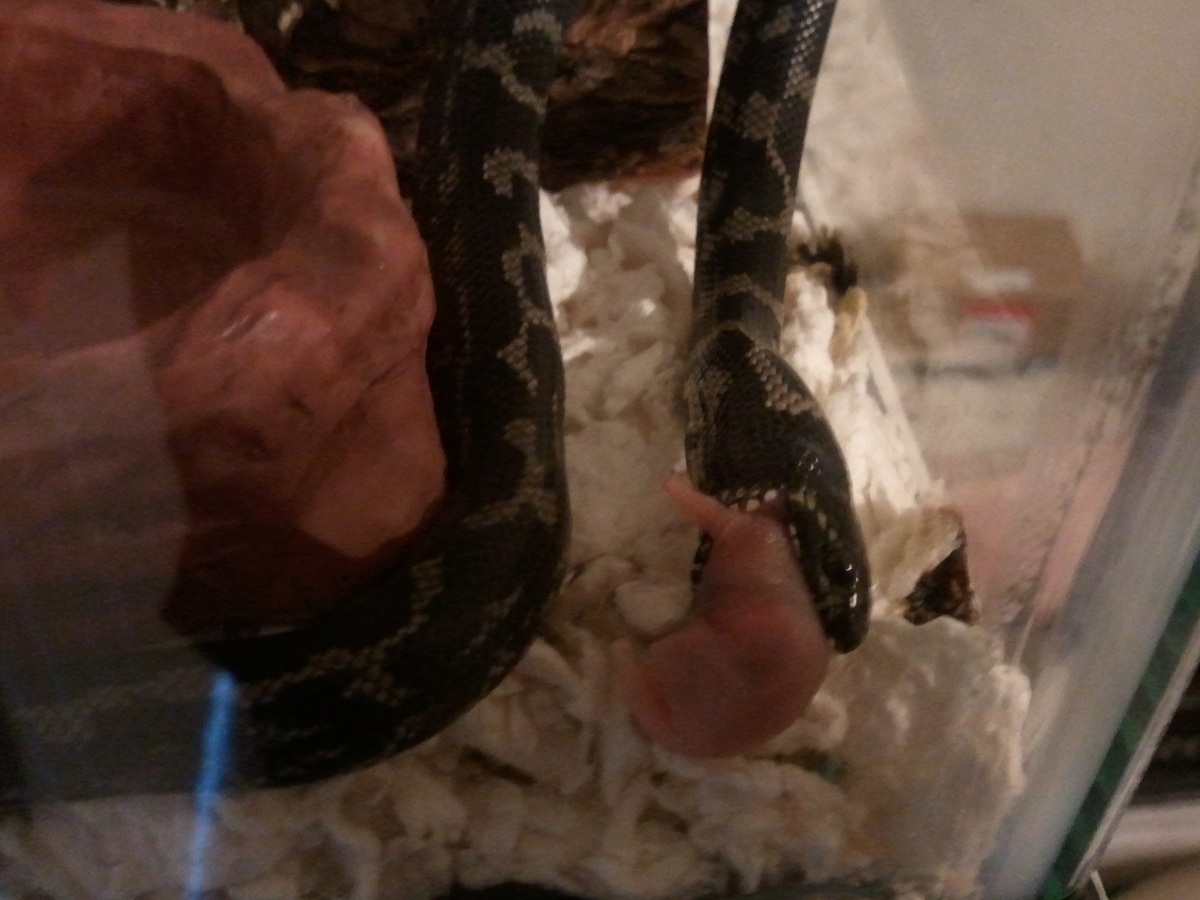 melanistic cal king