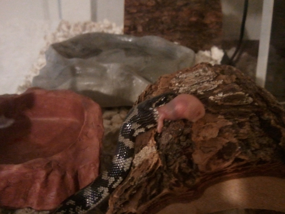 melanistic cal king