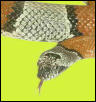 SnakeSafari