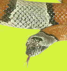 SnakeSafari