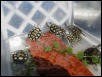 Ornate babies 2002 for sale