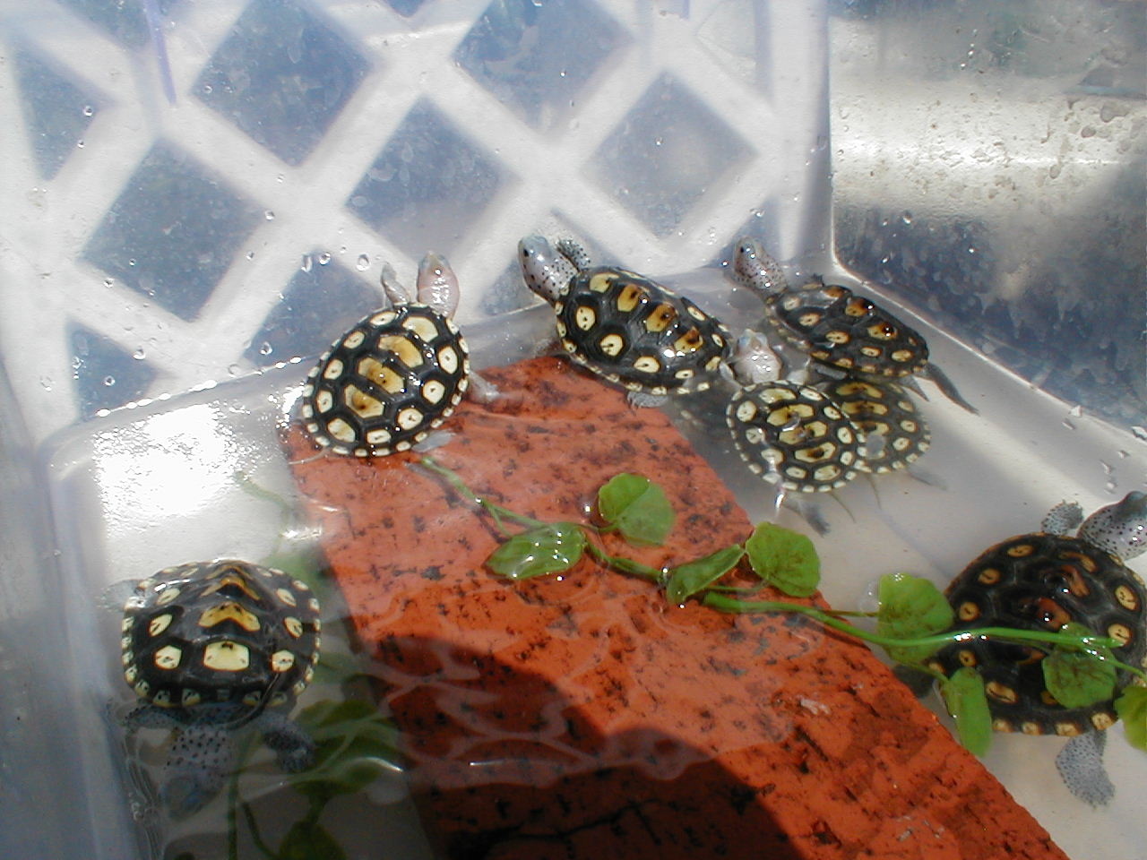 Ornate babies 2002 for sale