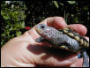 Close up of large spotted lavendar ornate diamond back terrapin