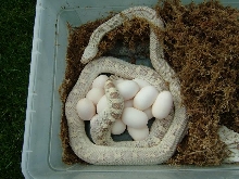 Bell Line Ghost Bull w/eggs