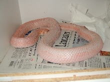 L. Southern Pine  (Pink Stripe Phase)