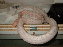 L. Southen Pine .. Male