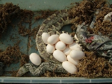Bell Line White Bull w/eggs