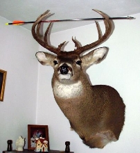 10 pointer fall 06