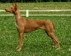 Kesi