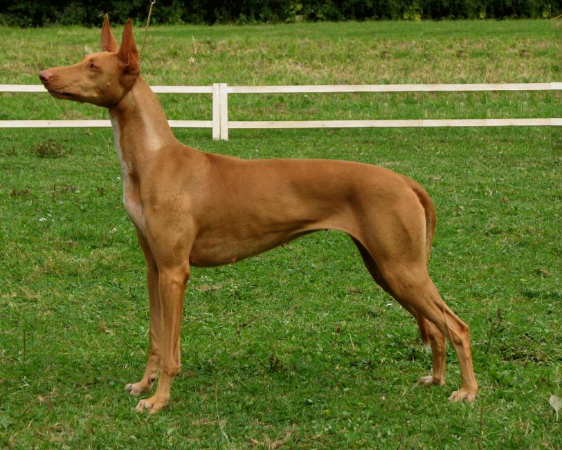 Kesi