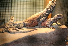 My Chuckwallas