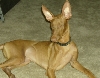 Cyienne
