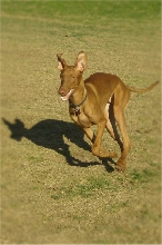 Running at the Dog Park