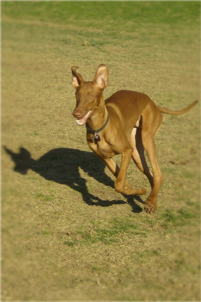 Running at the Dog Park