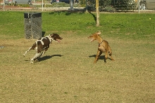 Playing at the park