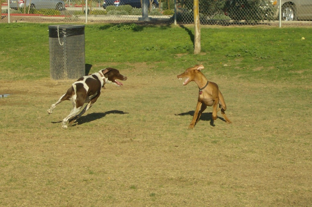 Playing at the park