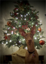 Cyienne's Christmas