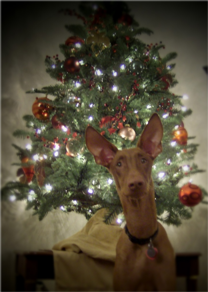 Cyienne's Christmas