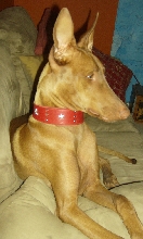 Cyienne's new collar