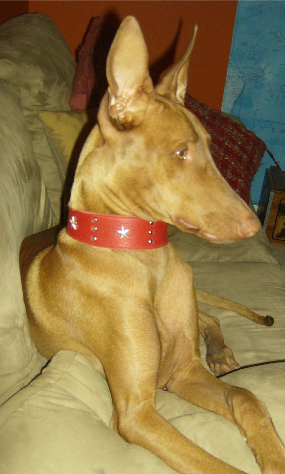 Cyienne's new collar