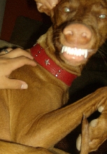 Cheesy Cyienne