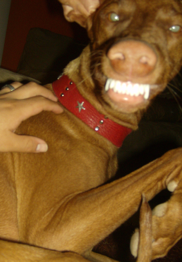 Cheesy Cyienne