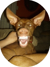 Demon Dog Smile