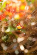 spiny orb-weaver